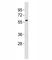 VANGL Planar Cell Polarity Protein 2 antibody, F53408-0.4ML, NSJ Bioreagents, Western Blot image 