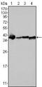 Nucleophosmin 1 antibody, GTX83217, GeneTex, Western Blot image 