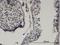 LIM Homeobox Transcription Factor 1 Beta antibody, H00004010-M08, Novus Biologicals, Immunohistochemistry frozen image 