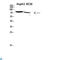 Ribosomal Protein S6 Kinase A2 antibody, LS-C813756, Lifespan Biosciences, Western Blot image 