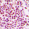 Cullin 2 antibody, LS-C353051, Lifespan Biosciences, Immunohistochemistry frozen image 