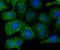 DANCE antibody, NBP2-76929, Novus Biologicals, Immunofluorescence image 