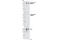 Insulin Receptor Substrate 1 antibody, 3203P, Cell Signaling Technology, Western Blot image 