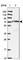 Acyl-CoA Synthetase Short Chain Family Member 3 antibody, HPA039353, Atlas Antibodies, Western Blot image 