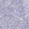 Granulysin antibody, NBP2-38839, Novus Biologicals, Immunohistochemistry frozen image 