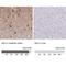 Adenylate Kinase 5 antibody, NBP2-33821, Novus Biologicals, Immunohistochemistry paraffin image 