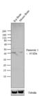 Pannexin 1 antibody, 488000, Invitrogen Antibodies, Western Blot image 
