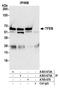 Transcription Factor EB antibody, A303-672A, Bethyl Labs, Immunoprecipitation image 