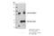 Dcamkl1 antibody, 62257S, Cell Signaling Technology, Immunoprecipitation image 