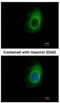 Eukaryotic Translation Termination Factor 1 antibody, NBP1-31144, Novus Biologicals, Immunocytochemistry image 