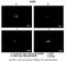 Growth Arrest Specific 8 antibody, NBP1-55508, Novus Biologicals, Immunofluorescence image 