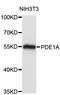 Phosphodiesterase 1A antibody, STJ24929, St John