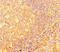 Interferon Regulatory Factor 5 antibody, LS-C678375, Lifespan Biosciences, Immunohistochemistry paraffin image 