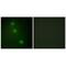 Activating Transcription Factor 1 antibody, PA5-49792, Invitrogen Antibodies, Immunofluorescence image 