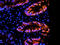Integrin Subunit Alpha 5 antibody, orb10945, Biorbyt, Immunofluorescence image 