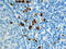 S100 Calcium Binding Protein A12 antibody, AF1052, R&D Systems, Immunohistochemistry paraffin image 