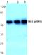 Checkpoint Kinase 1 antibody, A01060S345, Boster Biological Technology, Western Blot image 