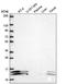 ATP Synthase Membrane Subunit F antibody, NBP2-57465, Novus Biologicals, Western Blot image 