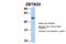 Zinc Finger And BTB Domain Containing 25 antibody, PA5-68989, Invitrogen Antibodies, Western Blot image 