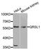 Glutaminyl-TRNA Amidotransferase Subunit QRSL1 antibody, LS-C410034, Lifespan Biosciences, Western Blot image 