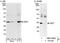 Chromobox 7 antibody, NBP1-40343, Novus Biologicals, Western Blot image 