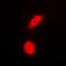 Death Domain Associated Protein antibody, LS-C352110, Lifespan Biosciences, Immunofluorescence image 