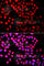 SET Domain Containing 6, Protein Lysine Methyltransferase antibody, A7242, ABclonal Technology, Immunofluorescence image 