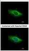 Glutamate Dehydrogenase 2 antibody, NBP2-16678, Novus Biologicals, Immunocytochemistry image 