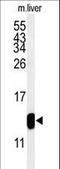 TMIE antibody, LS-C162028, Lifespan Biosciences, Western Blot image 