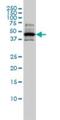 Regulator Of Chromosome Condensation 1 antibody, H00001104-M01, Novus Biologicals, Western Blot image 
