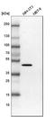 Serpin Family H Member 1 antibody, HPA029198, Atlas Antibodies, Western Blot image 