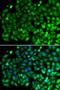 SH3 Domain Containing GRB2 Like, Endophilin B1 antibody, LS-C346232, Lifespan Biosciences, Immunofluorescence image 