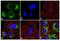 SMAD Family Member 3 antibody, 710756, Invitrogen Antibodies, Immunofluorescence image 