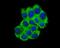 ATP Binding Cassette Subfamily F Member 1 antibody, NBP2-67698, Novus Biologicals, Immunocytochemistry image 