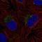 Zinc Finger Protein 625 antibody, NBP2-55949, Novus Biologicals, Immunofluorescence image 
