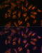 Somatostatin Receptor 2 antibody, 15-879, ProSci, Immunofluorescence image 