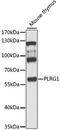 Pleiotropic Regulator 1 antibody, STJ111987, St John