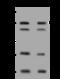 DNA Polymerase Gamma, Catalytic Subunit antibody, 204607-T32, Sino Biological, Western Blot image 