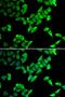 Thyroid Hormone Receptor Interactor 10 antibody, PA5-77107, Invitrogen Antibodies, Immunofluorescence image 