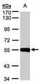 Carboxypeptidase M antibody, LS-C185770, Lifespan Biosciences, Western Blot image 