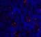 Inducible T Cell Costimulator antibody, 8685, ProSci, Immunofluorescence image 