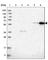 Centrosomal Protein 85 Like antibody, HPA029137, Atlas Antibodies, Western Blot image 