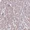 Troponin C2, Fast Skeletal Type antibody, HPA043174, Atlas Antibodies, Immunohistochemistry frozen image 