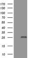 TNF Receptor Superfamily Member 18 antibody, NBP2-46156, Novus Biologicals, Western Blot image 