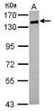 CD22 Molecule antibody, GTX114015, GeneTex, Western Blot image 