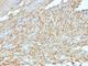 Anoctamin 1 antibody, NBP2-44381, Novus Biologicals, Immunohistochemistry frozen image 