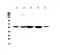 ETS Variant 6 antibody, PA5-79224, Invitrogen Antibodies, Western Blot image 