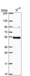 Dipeptidase 1 antibody, HPA068850, Atlas Antibodies, Western Blot image 