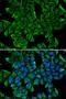 Regenerating Family Member 3 Gamma antibody, orb136786, Biorbyt, Immunofluorescence image 