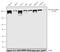 FAS antibody, 711092, Invitrogen Antibodies, Western Blot image 